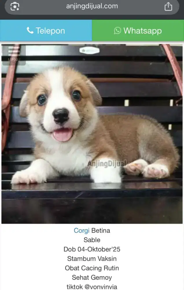 JUAL CORGI BETINA