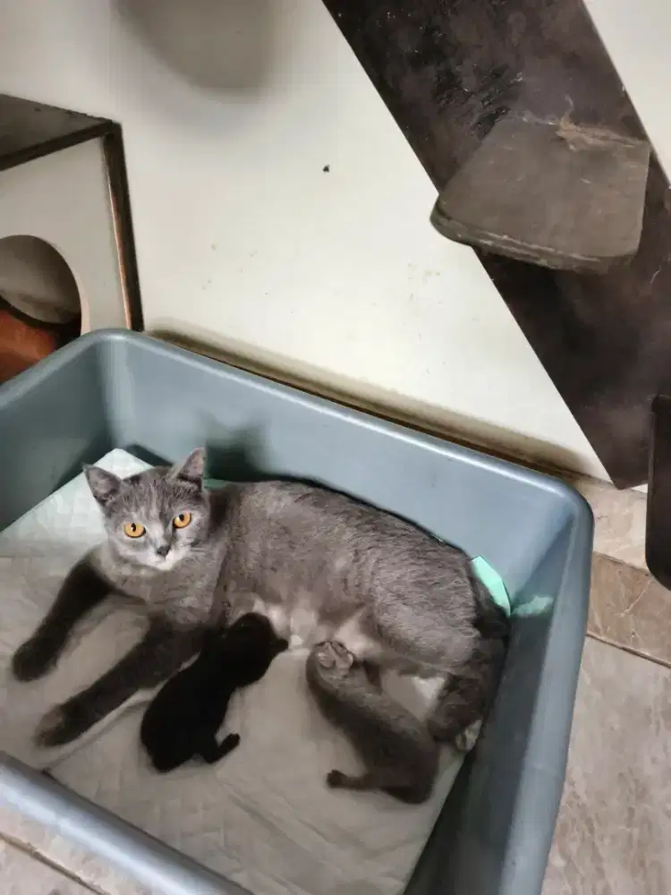 Bsh indukan borongan