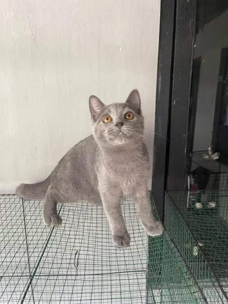Kucing bsh jantan blue solid