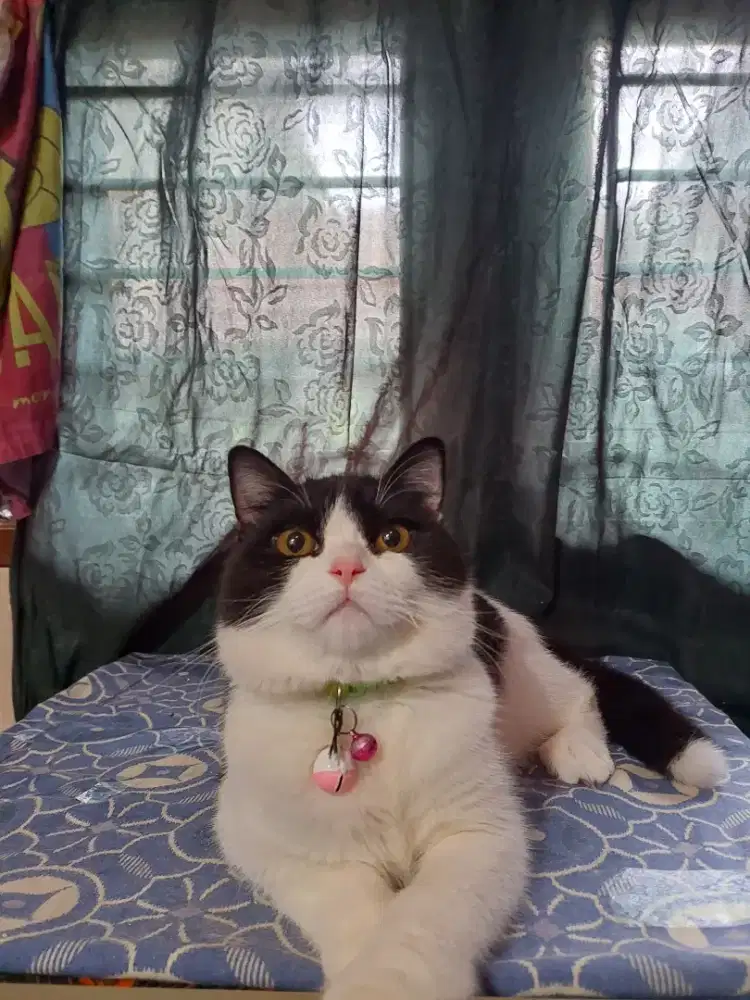 British short hair black & white