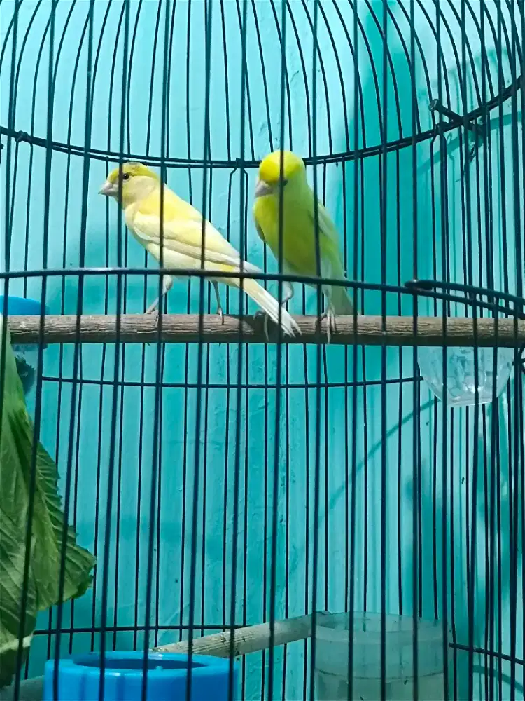 Kenari paud super AfxAf