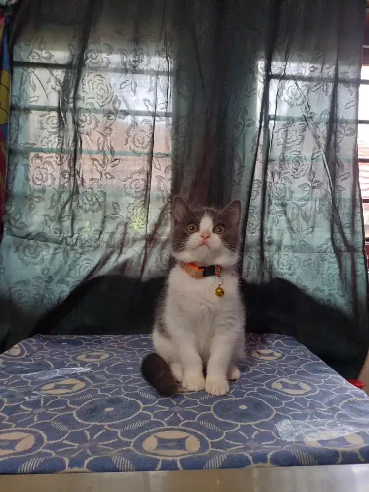 Bsh x scottish | british short hair | scottish