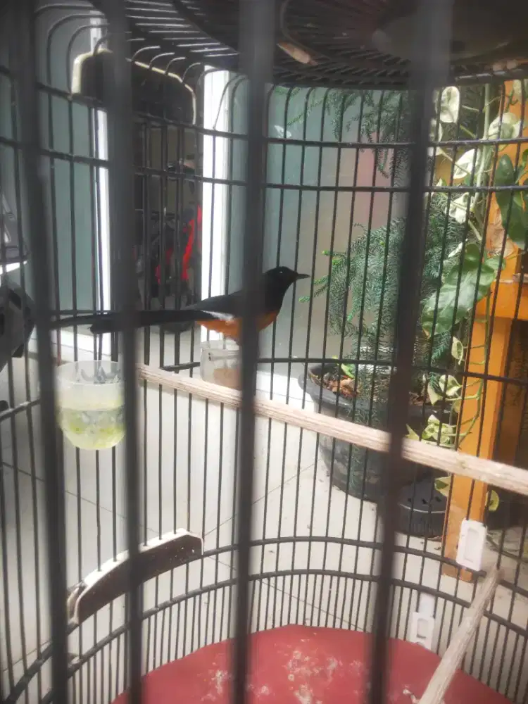 Murai rajin ring APBN