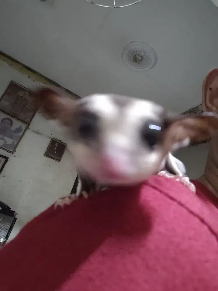 Sugar glider classic gray (jinak)