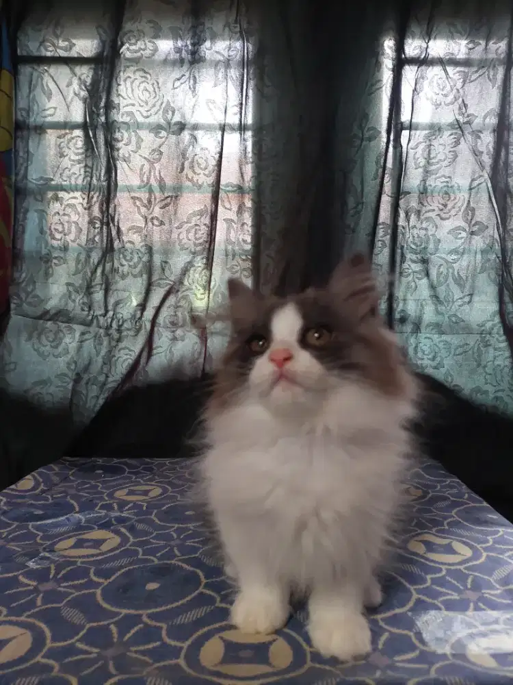 British long hair | scottish fold