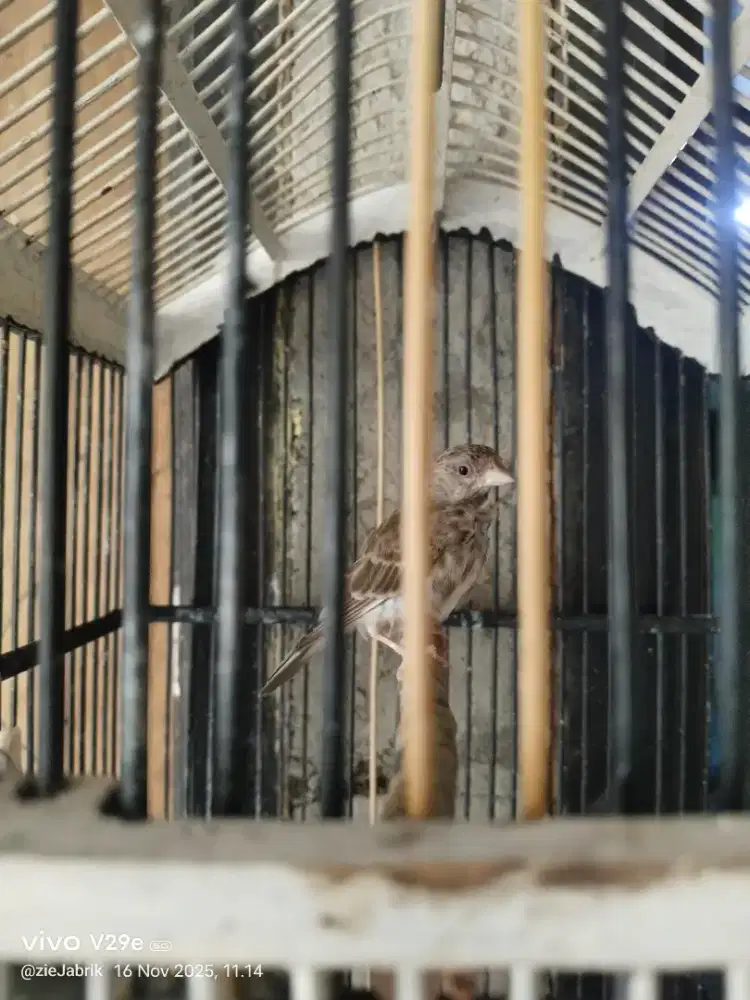 Sanger harian bunyi msh muda