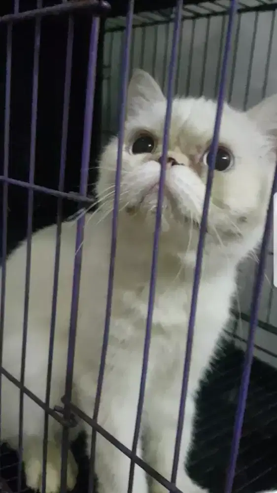 Jual Cepat Kucing Jantan ( Steril )