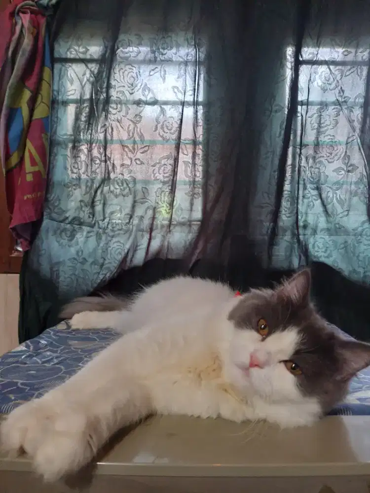 Scottish straigh | british short