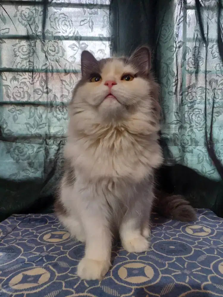 Scottish straigh | british