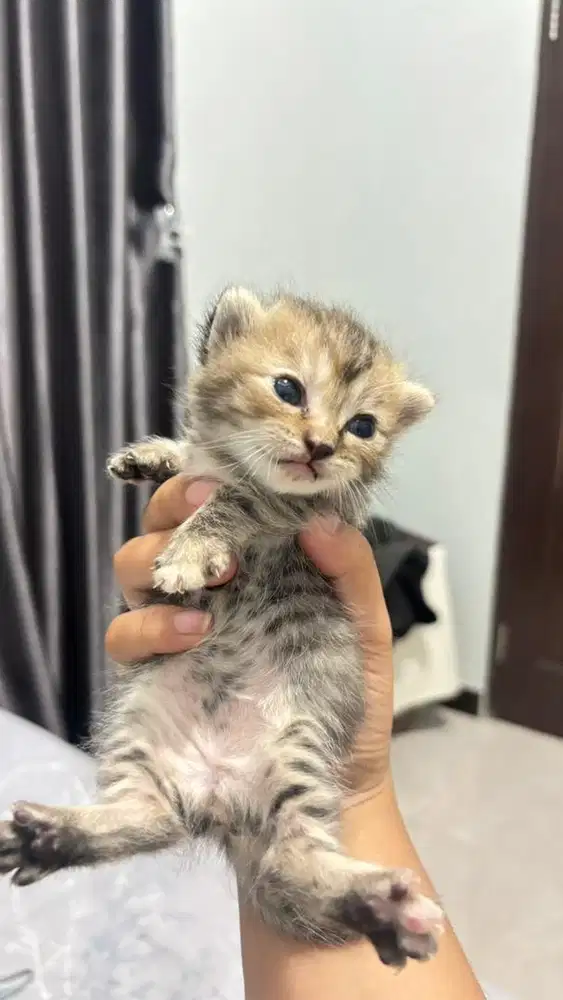 BSH MUNCHKIN MIX PERSIA