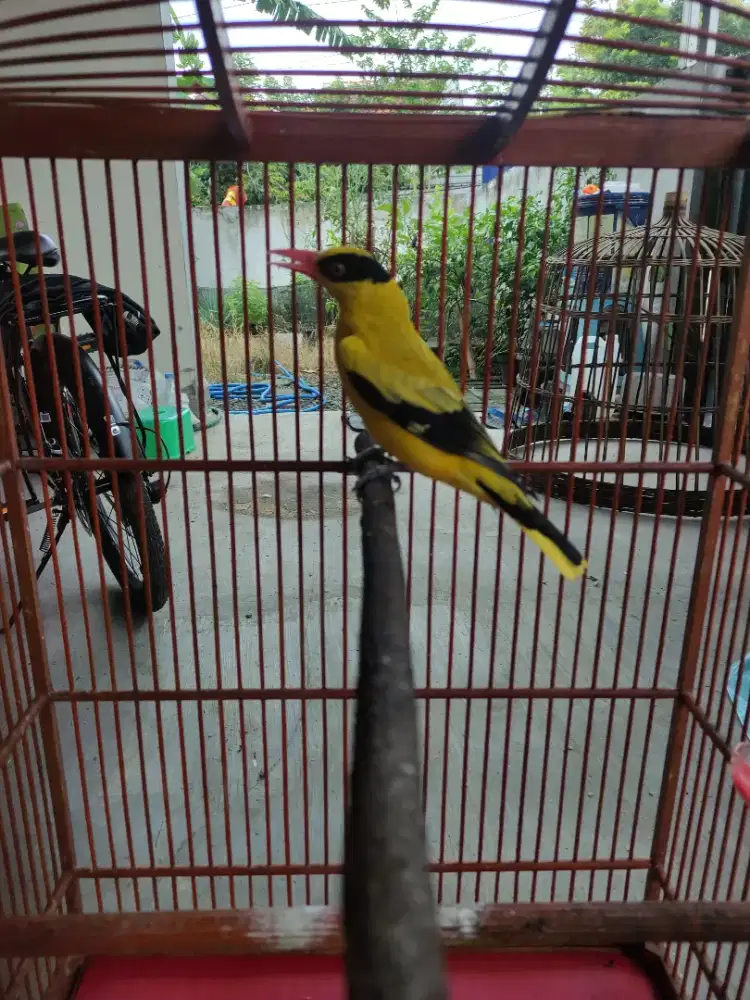 Kep0dang emas sumbawa