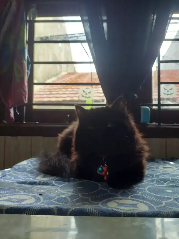 British black solid long