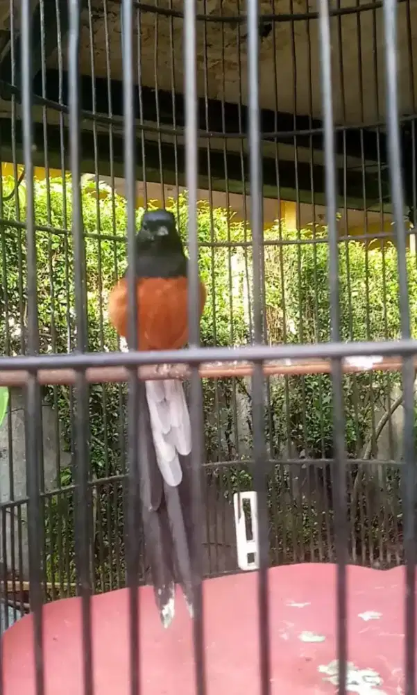 MuRai BATU Medan Siapan lapangan,kontes