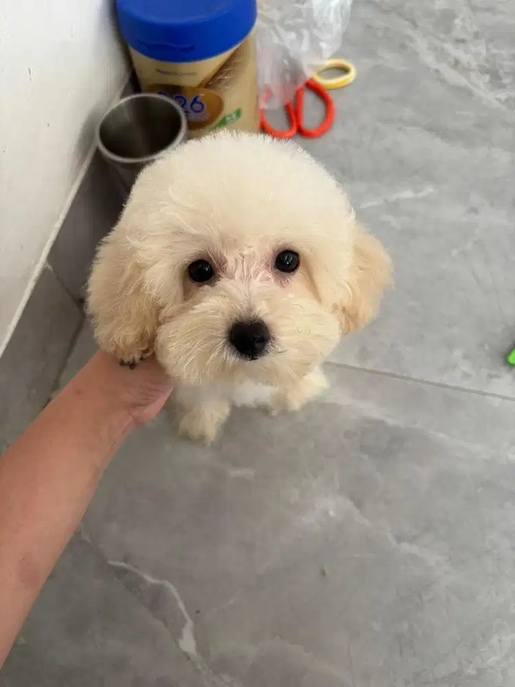 Jual apricot poodle female