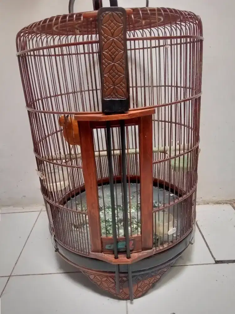 Anis merah jantan mabung ex gacor kandang bagus