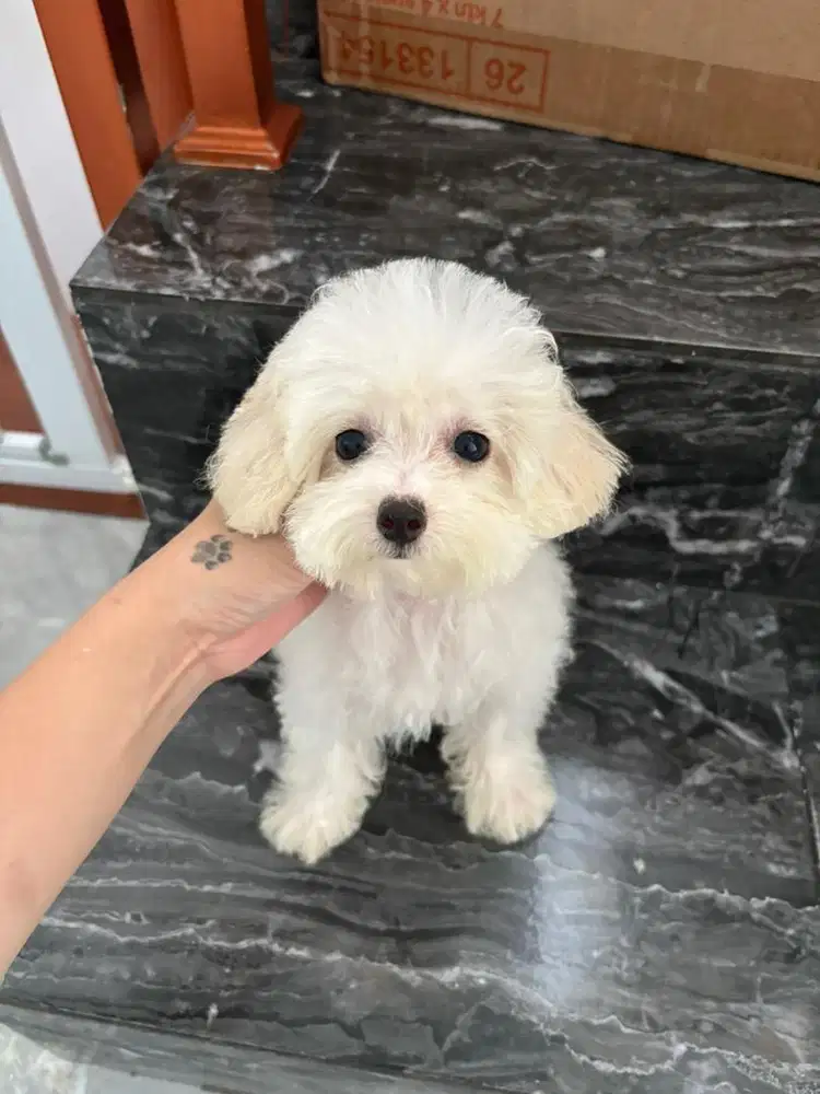 Jual white poodle