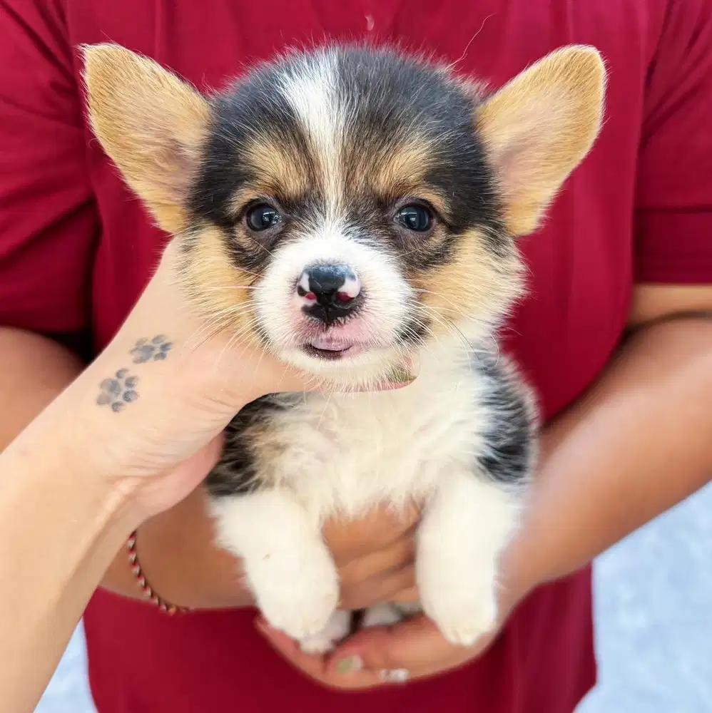 Corgi female murah