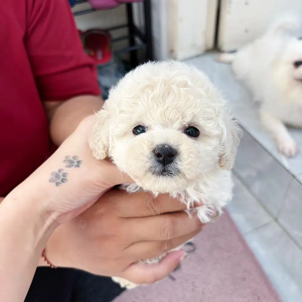 Jual white poodle murah