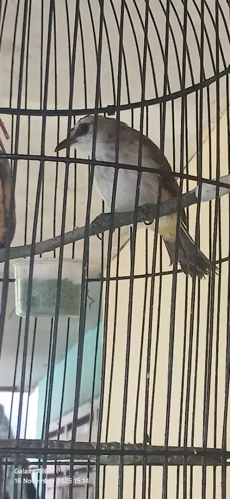 Burung Trucuk sehat bersih