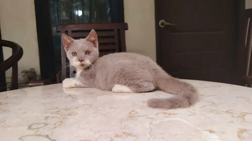 Bsh lilac bico jantan 3 bln