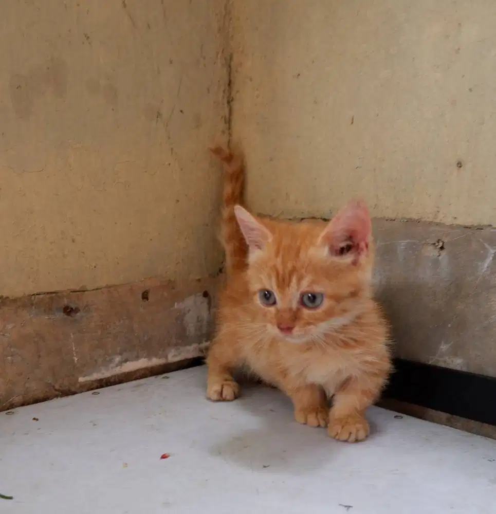 Kucing Cebol Munchkin BSH Oren Usia 2 Bulan