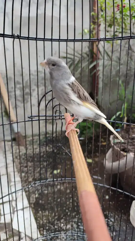 Kenari Panda Body Big Gacor Nyerang