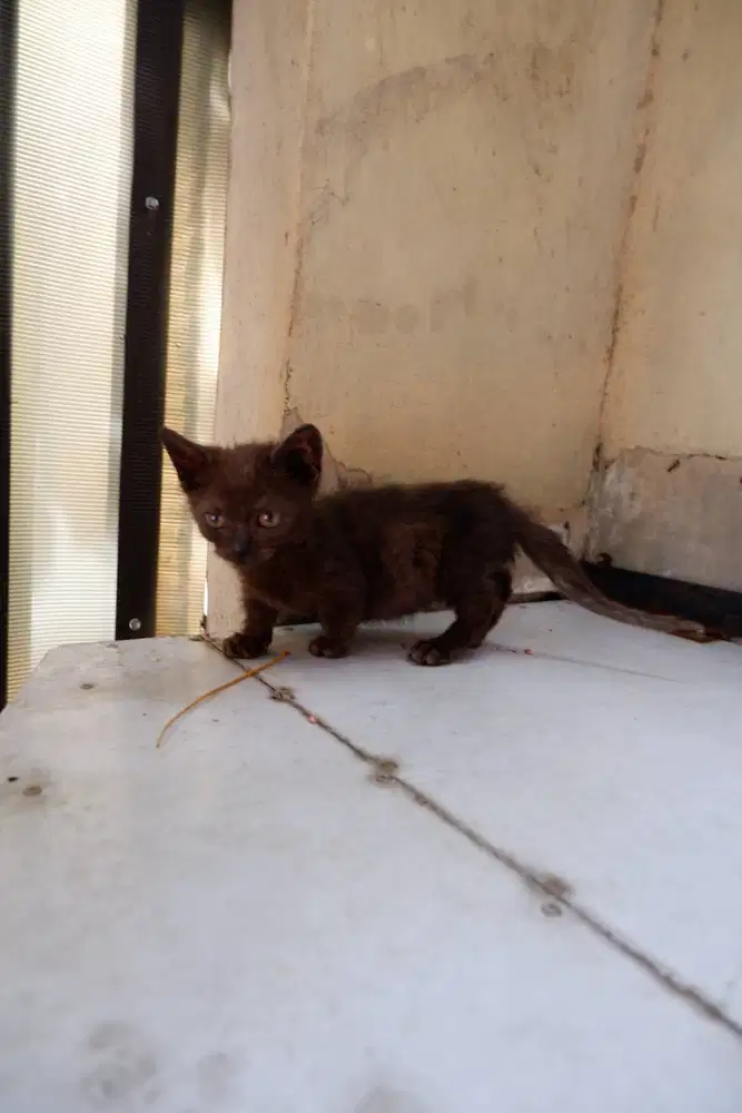BSH Munchkin Cebol Betina Usia 2,5 Bulan