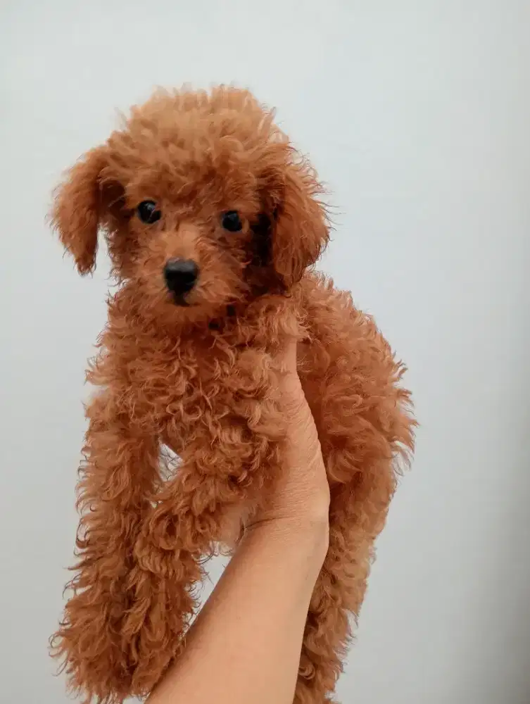 Open adop poodle asli betina umur 2 bulan