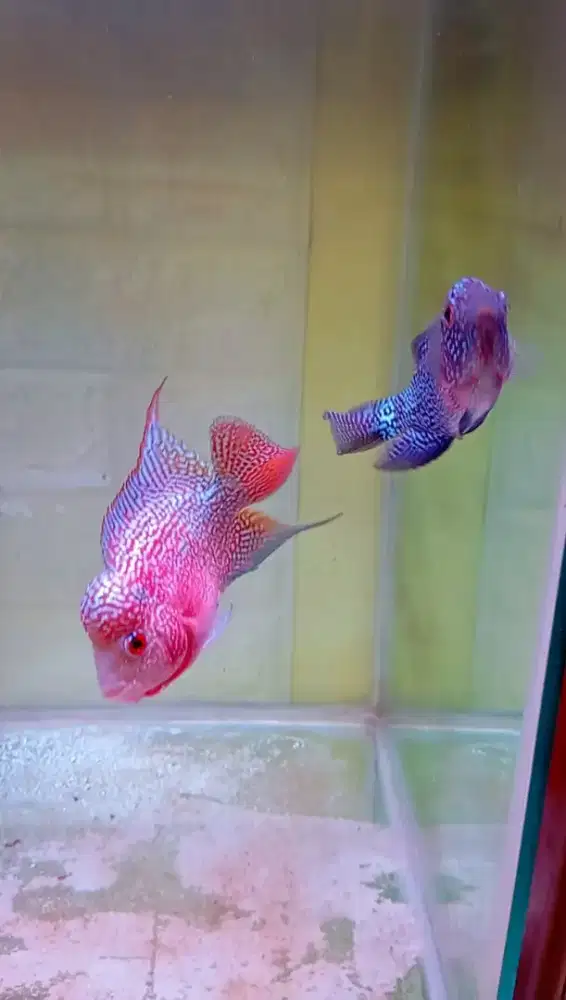 SEPASANG LOUHAN CHENCHU HQ - INDUKAN/BREEDING PAIR - JANTAN KOK BESAR