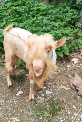 kambing hias kerdil Nigerian dwarf F2 1,5 tahunan pendek mini cebol ok