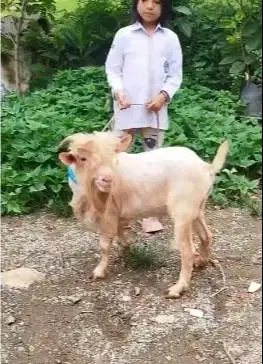 kambing hias kerdil Nigerian dwarf F2 1,5 tahunan pendek mini cebol ok