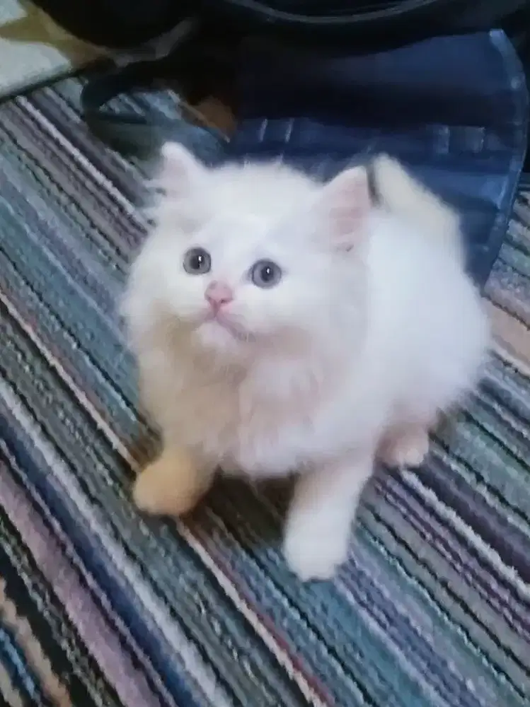 Kucing Persia Flatnose Putih