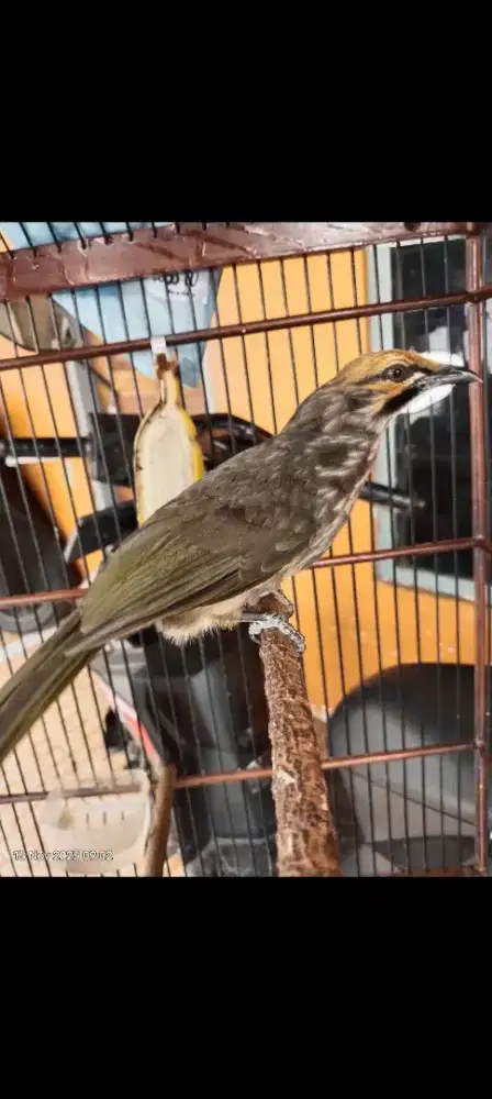 Cucak rowo mudah bige