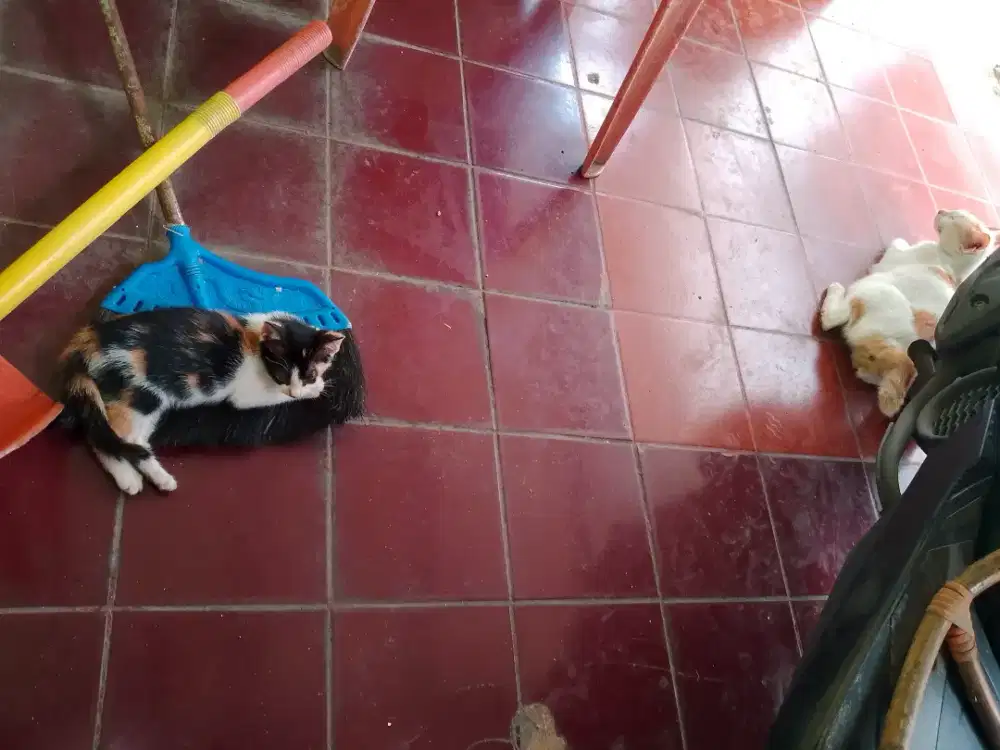 Jual BTH Jual Murah 3 Kucing Kampung Lucu,imut Gak Cacat,Sehat