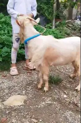 kambing hias mini jantan 1,5 tahunan nigerian dwarf F2 TB 45cm koleksi