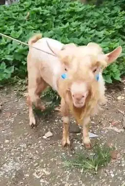 kambing hias mini jantan 1,5 tahunan nigerian dwarf F2 TB 45cm koleksi