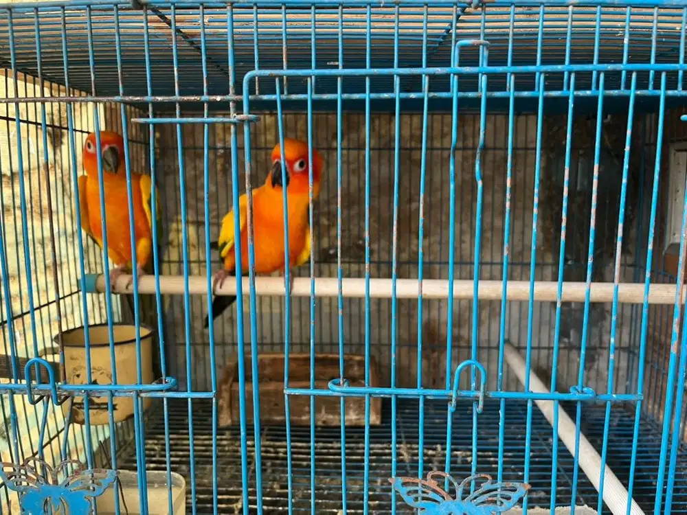 BURUNG SUN CONURE SEPASANG