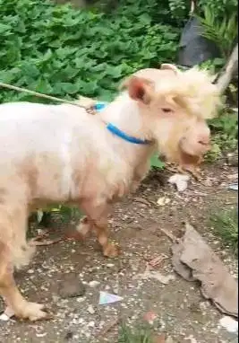 kambing hias mini jantan 1,5 tahun nigerian dwarf F2 TB 45cm exotik ok