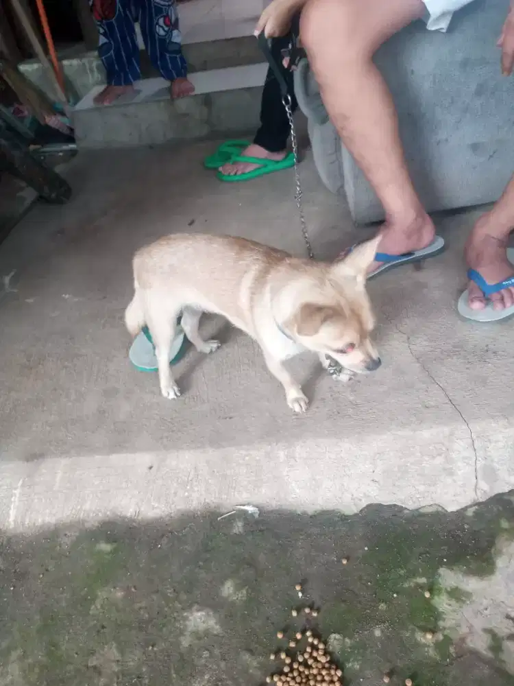 Hewan anjing chihuahua