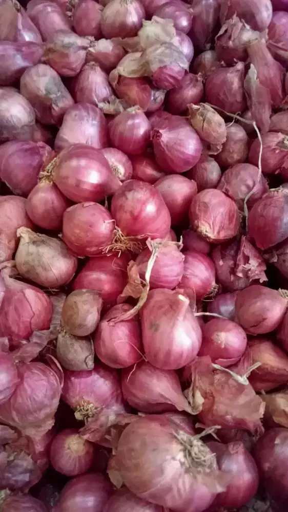 Bawang merah sulawesi