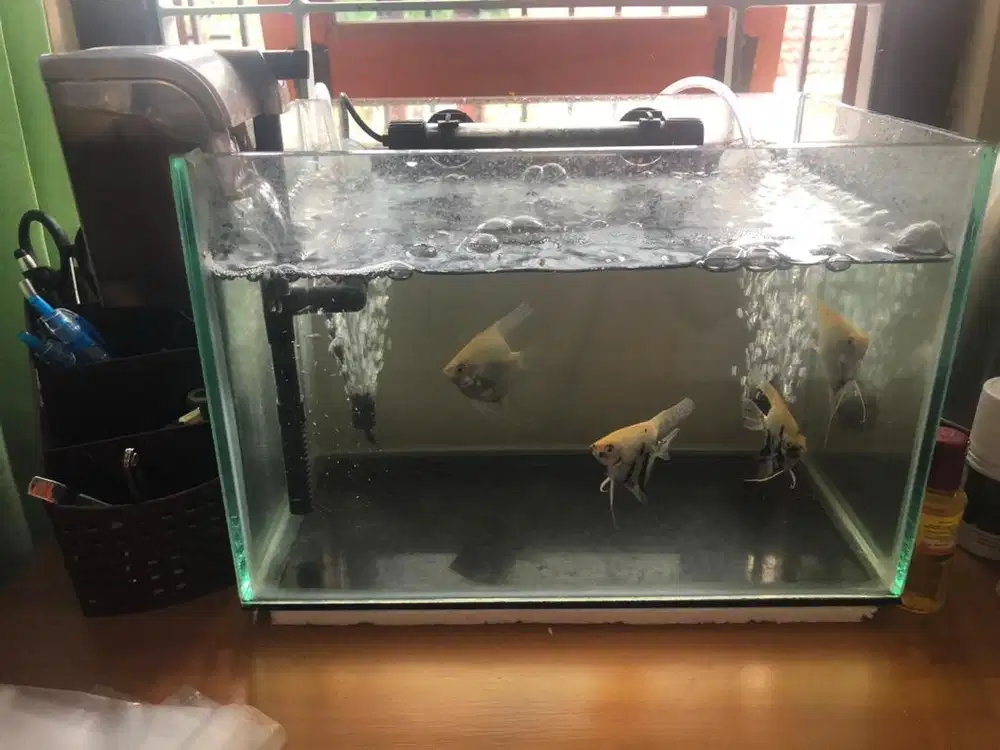 ForSale aquarium dan accessories