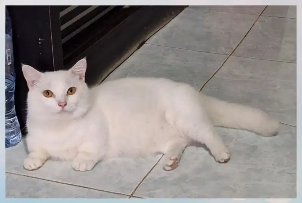 Munchkin BSH Pejantan White Solid