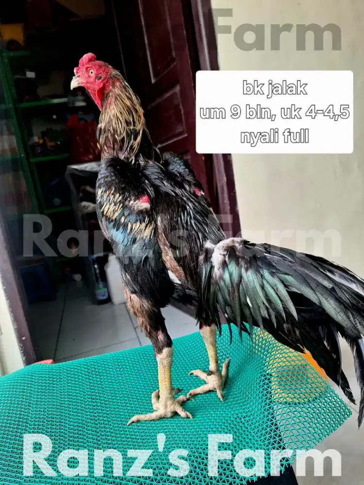 Ayam bangkok harga bervariasi
