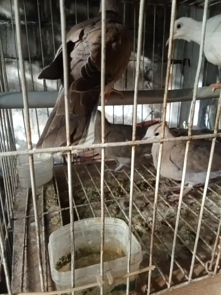 Jual burung puter brenggolo
