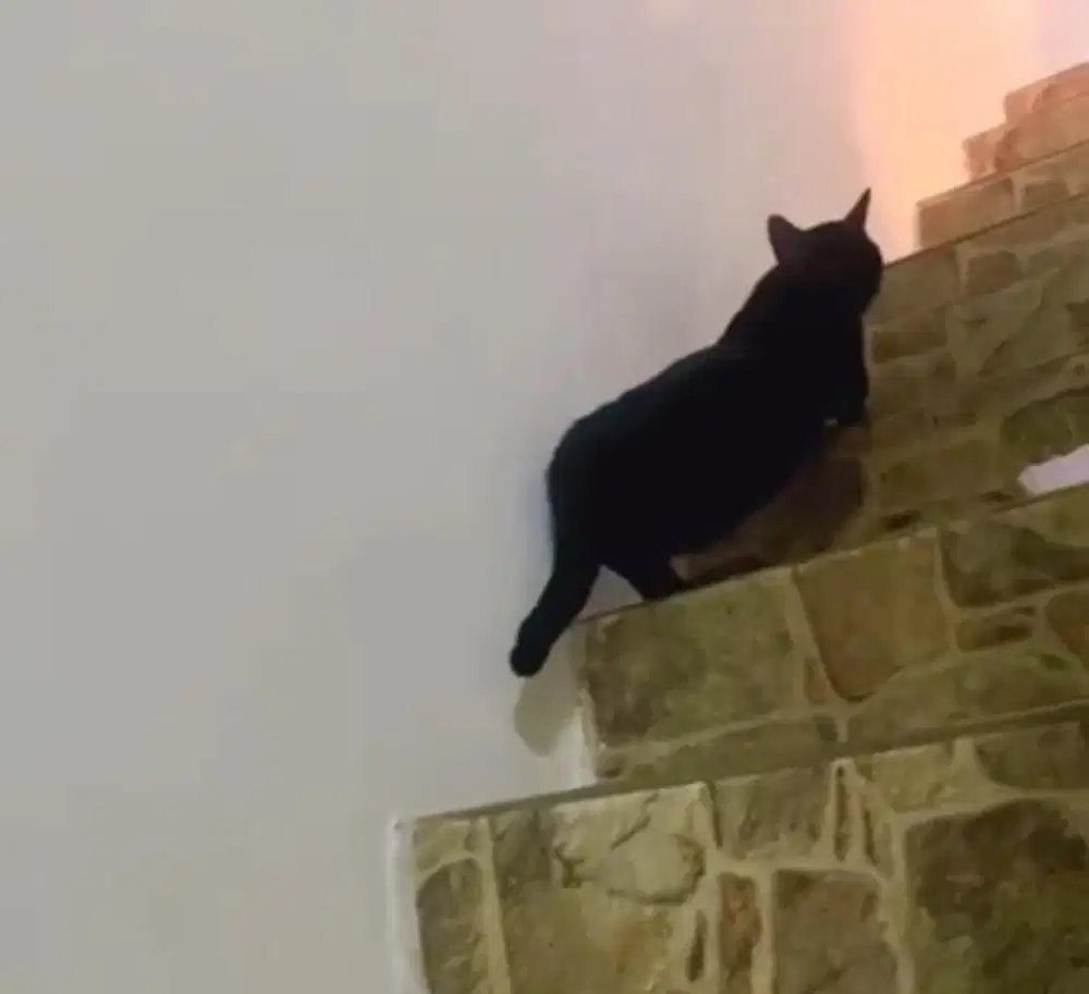 Munchkin cebol top standart