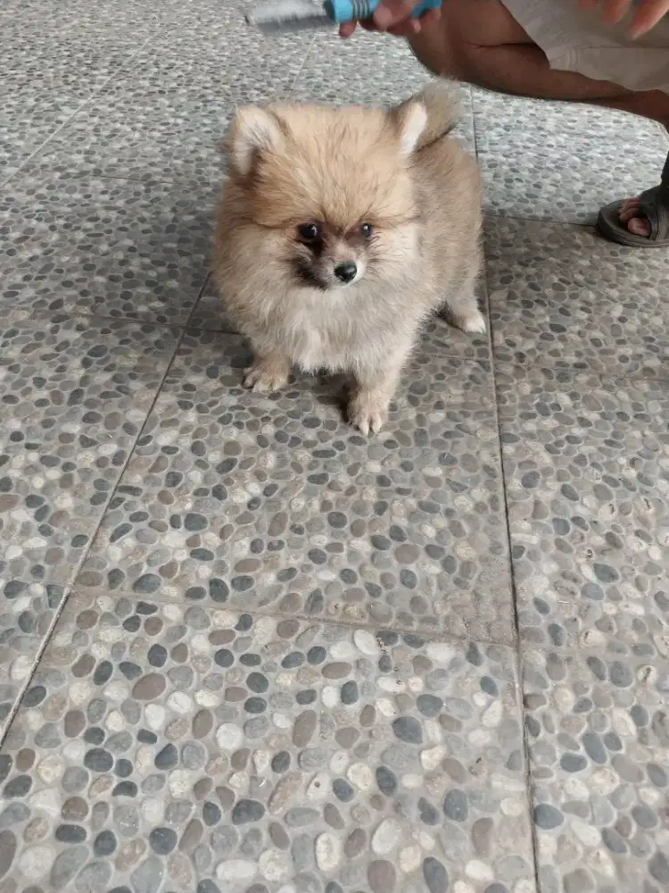 Anjing minipom di jual