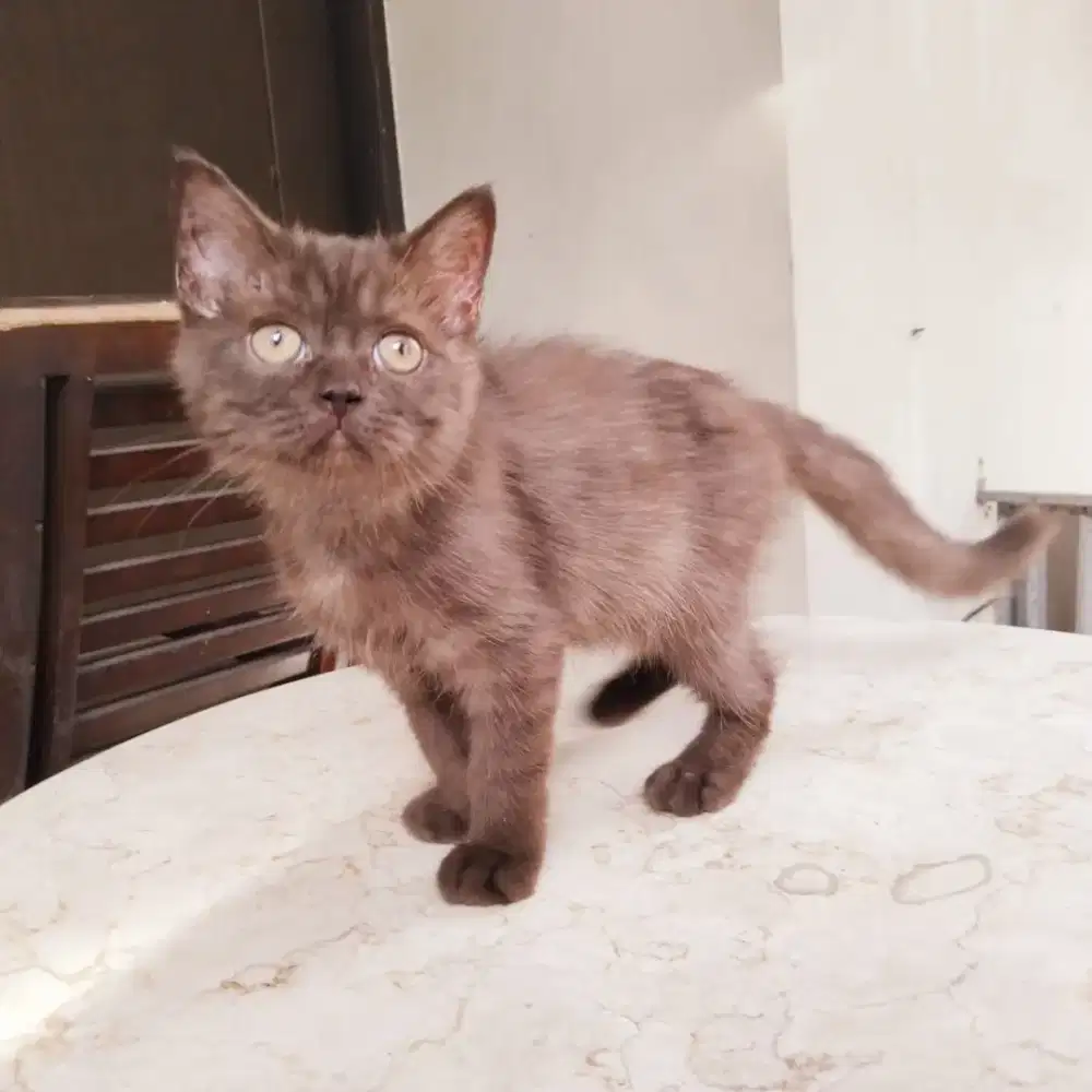 Bsh cinamon   jantan 3 bln