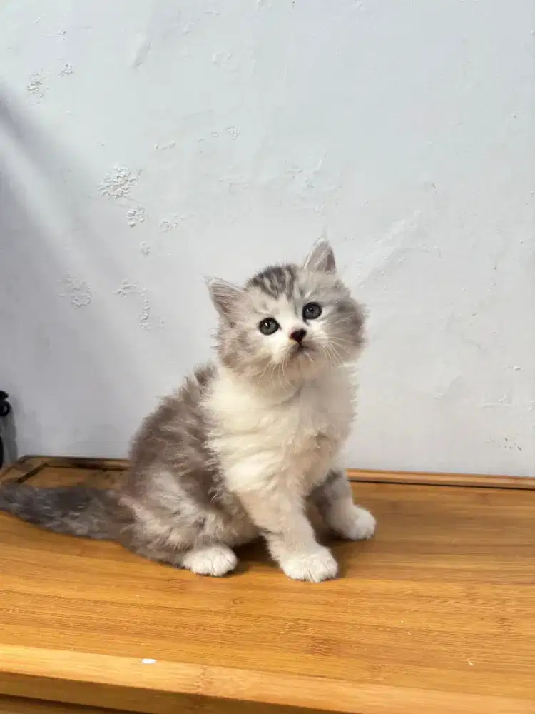 Kucing kitten persia betina