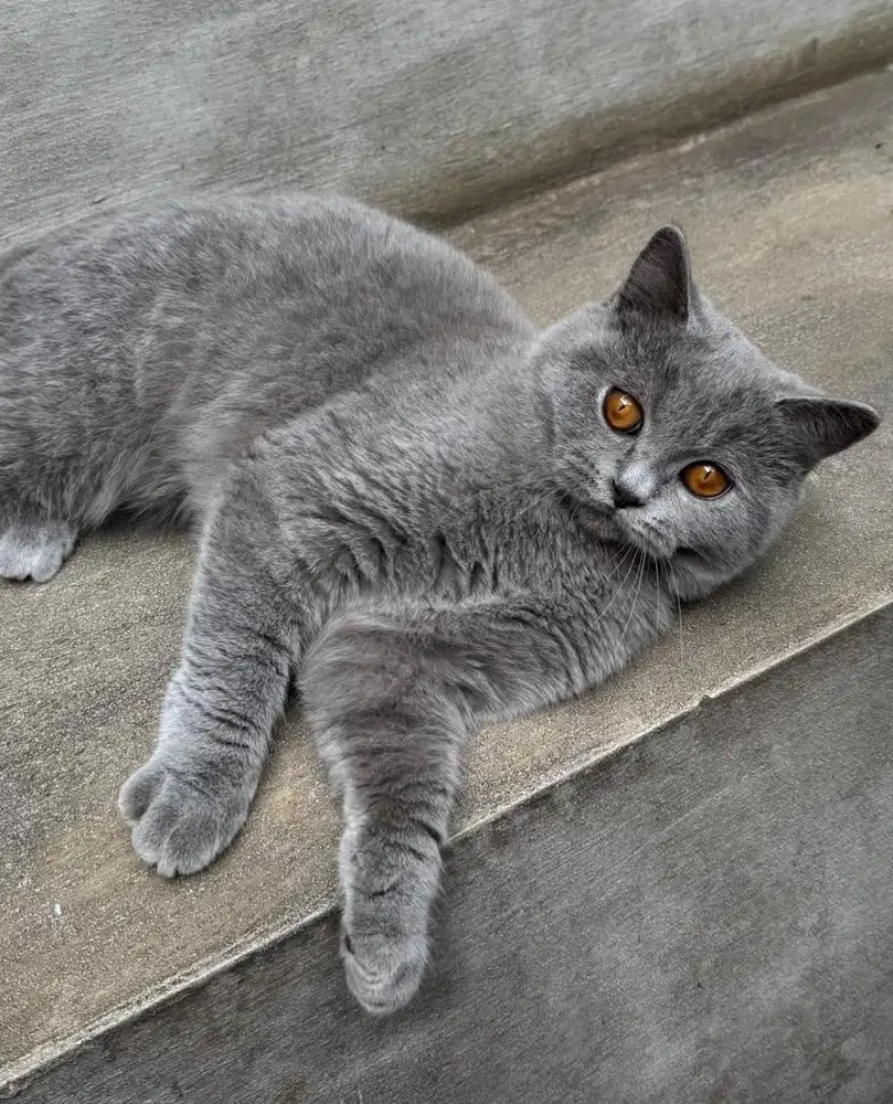 Open adopt british short hair BSH blue