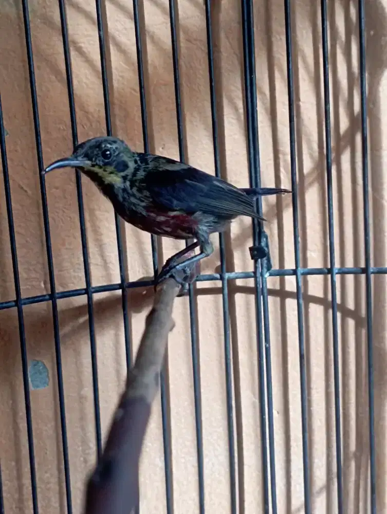 Burung ko nin Trotol da cok Mulus Rajin buat masteran murai